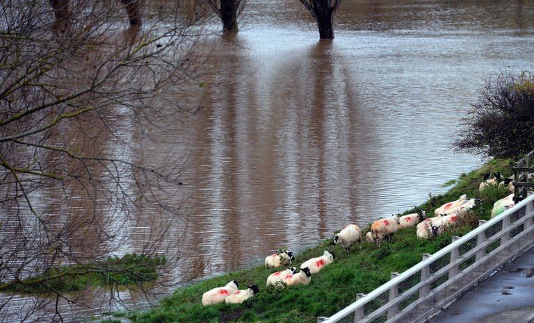 Photo illustration shows sheep huddled on higher ground near flooded fields in northern Wales. For Judeo-Christians, the flood evokes the biblical story of Noah's Ark, but the motif of a deluge sent upon man by an angry divinity stretches back deep in time