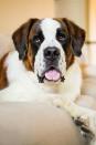 <p>They're gentle and tolerant, especially with children. Saint Bernards don't fawn over strangers and can be used as a watchdog. </p>