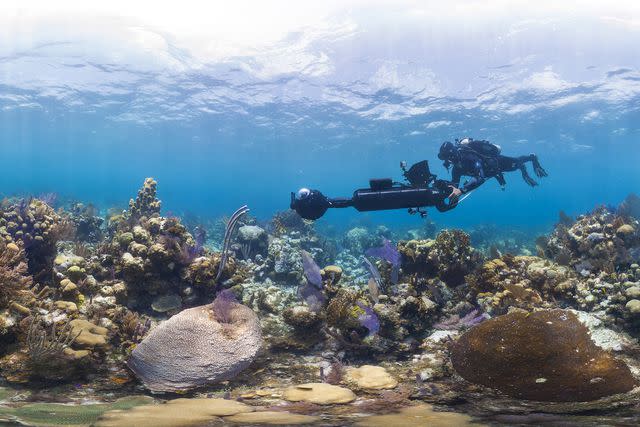 <p>Netflix</p> Still from Chasing Coral