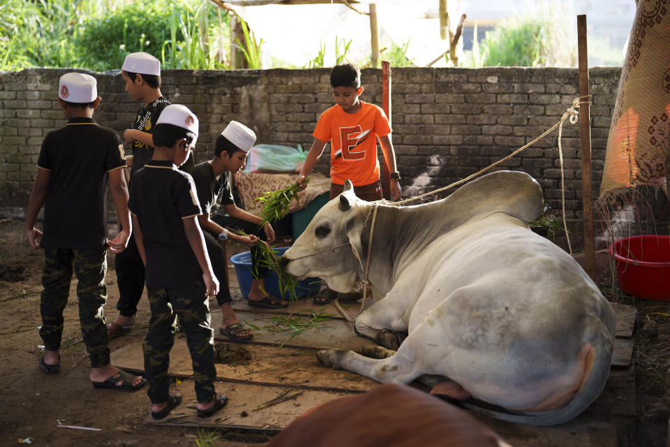 Rohingya Muslim children feed a cow which will be slaughtered for sacrifice during the Islamic holiday of Eid al-Adha, or the Feast of the Sacrifice, near a mosque in Selayang on the outskirts of Kuala Lumpur, Malaysia, Thursday, June 29, 2023. (AP Photo/Vincent Thian)