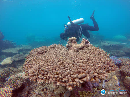 Supplied image of a scientist assessing coral mortality on Zenith Reef on the Great Barrier Reef in Australia, made available to Reuters on November 29, 2016. Andreas Dietzel/Courtesy of ARC Centre of Excellence for Coral Reef Studies/Handout via REUTERS