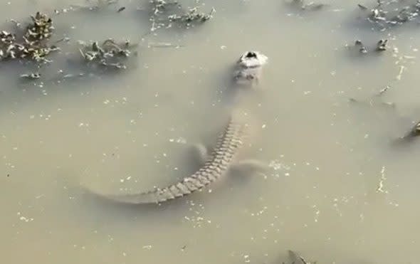 Hibernating alligator sticks its snout through the ice of a frozen lake in Texas following cold snap on January 17 2024.