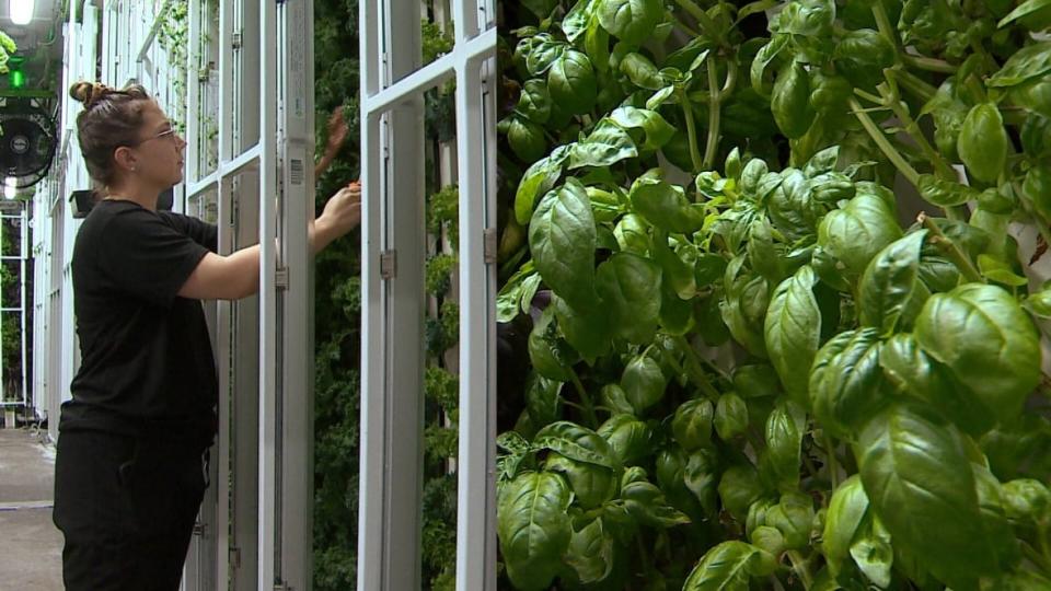 Nuleaf Farms is turning over a new leaf. The indoor vertical farming company is known for growing leafy greens and herbs in a Calgary warehouse, but now they are partnering with ranchers to use their technology for cattle feed. 