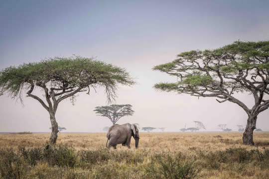 <p>A gorgeous elephant stands in between some Umbrella Thorn trees. (Bobby-Jo Clow/Caters News Agency) </p>