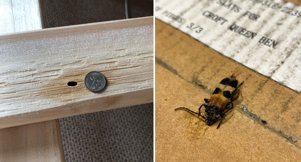 Left - a hole in a bed slat. A five cent coin next to it for size. Right - one of the bugs on top of the bed box.