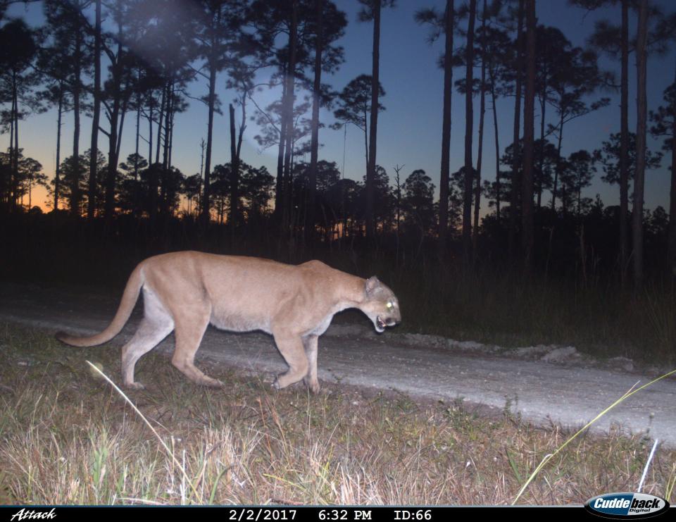 Florida panther