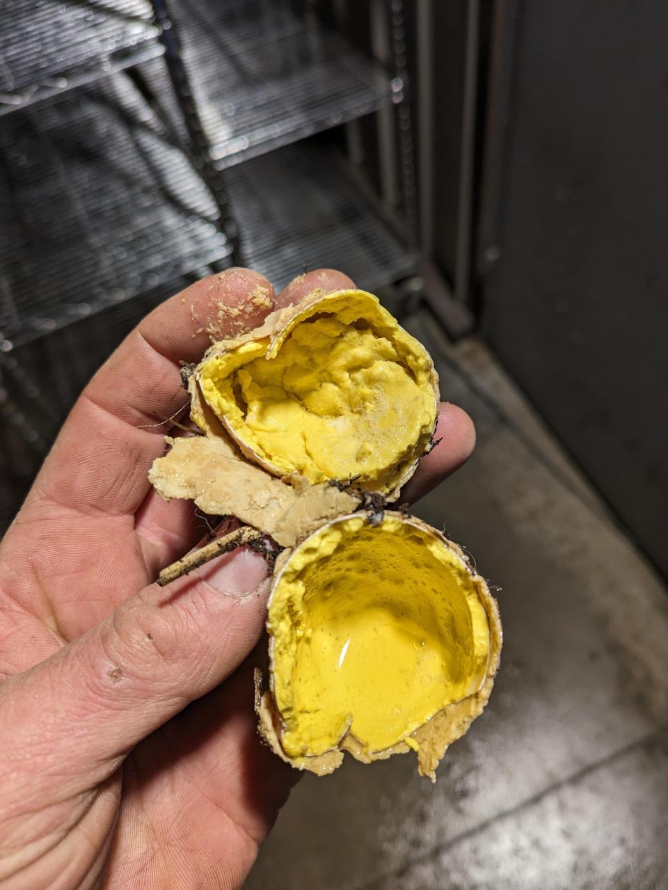 Person holding a broken egg with a solid yolk, indicating it's boiled