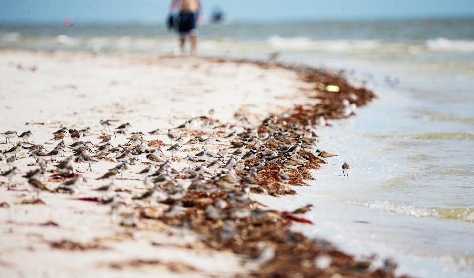 Red drift algae lines Fort Myers Beach as shorebirds hang out at Bowditch Point on Monday, August 21, 2023. The non toxic algae builds up on area beaches on occasion. At this time, Southwest Florida is seeing background to normal ranges.