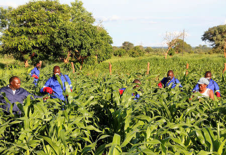 Agricultural officials spray maize plants affected by armyworms in Keembe district, Zambia, January 6, 2017. Picture taken January 6, 2017. REUTERS/Jean Mandela