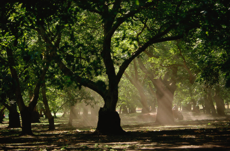 trees with rays of sunlight coming through to the ground