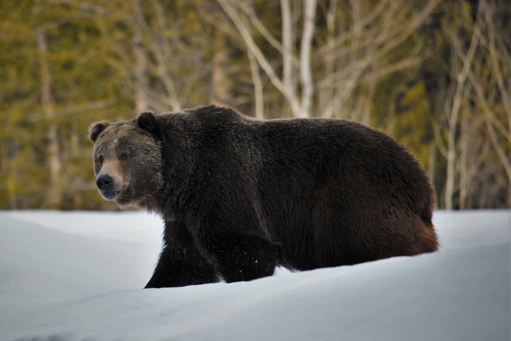 Grizzly Bears (ASSOCIATED PRESS)