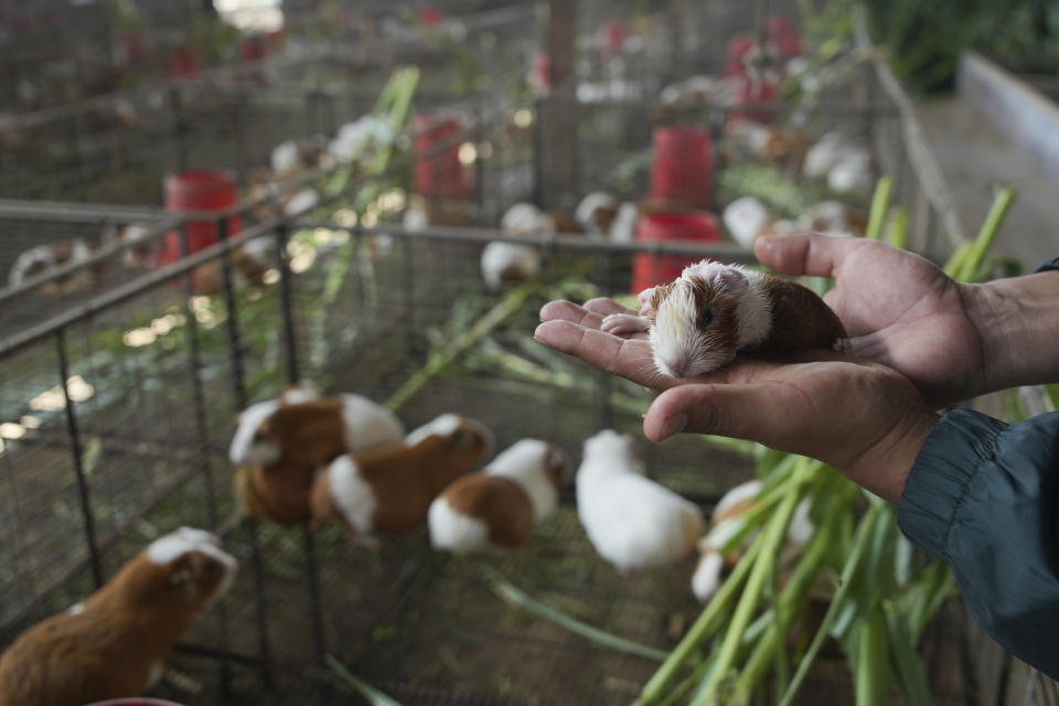 Juan Carlos Solorzano holds a newborn Peru Guinea Pig at an agricultural research farm where breeding animals are raised for distribution to farms across the country, in Lima, Peru, Thursday, Oct. 3, 2024. Peruvian guinea pigs, locally known as 'cuy,' have been traditionally raised for meat consumption since pre-Inca times. (AP Photo/Guadalupe Pardo)