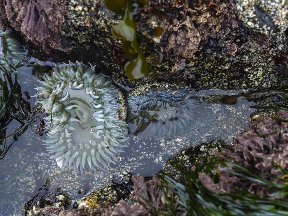 The Pacific Ocean off the California coast is mixed up, and so are many of the animals that live there.The violet, thumbnail-size snails washing up here in Horseshoe Cove have never been seen this far north.By-the-wind sailors, a tiny relative of warm-water jellyfish, sprinkle the tideline by the dozen.And in the tide pools along the cove’s rocky arms, as harbour seals about to pup look languidly on, a slow-motion battle is underway between native Giant Green and Starburst anemones, a species common in Mexico.The southern visitors are bludgeoning their northern hosts with poisonous white-tipped tentacles.Then there are the whales.As many as five at a time have been foraging in the San Francisco Bay, the vast inlet about an hour south of here along the wild Sonoma and Marin coasts.The number is far larger than in a normal year, when one or two might wander in beneath the Golden Gate Bridge for a day or two at most.These whales now are staying for as long as a month. And, for the first time ever, there are two species in the bay at the same time – greys and humpbacks, both usually speeding north to their Bering Sea feeding grounds this time of year.Instead, whale-watching boats are having more luck in the opaque waters off Berkeley on the bay’s eastern edge than in the open ocean.Three greys have also washed up dead on bay shores in recent weeks, their stomachs empty.“Our guess is that they are super hungry, maybe looking for a little food before continuing north,” said Bill Keener, a marine mammal biologist who has been tracking whales, dolphins and porpoises in the bay for decades as head of Golden Gate Cetacean Research.“But why are they staying this long? We can’t really figure out what these guys are doing.” The likely culprits: “the blob” and “the boy”Five years ago, the Gulf of Alaska warmed to record temperatures, likely due to a sudden acceleration in the melting of Arctic sea ice.Usually, a cold southern current flows along California.That year, the warm “blob” spread down the coast and, instead of blocking tropical species from moving north, it served as a balmy welcome to a variety of animals far from home.Then came El Niño, the roughly once-a-decade temperate current that flows north and east from the equatorial Pacific to the California coast.The two warm-water events came together – one rare but understood, one unprecedented and baffling – to form an ocean heat wave whose real-time and lingering effects may have permanently scrambled California’s coastal ecosystem.“This was like opening a door temporarily for southern species to move northward,” said Eric Sanford, a professor of biological sciences who runs a lab here at the Bodega Marine Laboratory of University of California, Davis.“And the longer you hold the door open, the more opportunity you give southern species to move north.”The door was not just ajar but wide open for several years.Today, there are still pockets of unusually warm water off California, doggy doors that continue to beckon tropical species that are strangers to its usually chilly 840-mile coastline.Last year, scientists identified a yellow-bellied sea snake that had washed up on Newport Beach in Orange County, the first time the tropical species had been found in California in a non-El Niño year.Then, last month, an olive Ridley sea turtle was spotted by lobster fishermen off Capistrano Beach, in part because a sea gull was resting on its back.The turtle migrates on warm currents, one of which may have swept it so far north.Things got even weirder a few-hours’ drive north in Santa Barbara County, where a hoodwinker sunfish washed up last month.The fish, about 7 feet long and weighing a ton, is among the more bizarre-looking creatures of the sea.So, too, was its place of death: a hoodwinker had not been seen in the northern hemisphere for more than a century.“These extreme events exaggerate the rate of change that is taking place in our oceans,” said Jacqueline Sones, the research coordinator at the Bodega Marine Reserve, referring to the back-to-back blob-El Nino phenomenon.“And if you have more of these extreme events, you will see an even greater rate of change.”Dr Sones and Dr Sanford, research partners as well as spouses, published a paper with several other scientists in Nature last month that identified 67 marine species now pushing the northern boundary of their commonly known habitat.Of those, 37 species had never been found as far north as Bodega Bay, a seaside town best known in popular culture as the place where Alfred Hitchcock filmed The Birds. Another 21 species had only been found so far north during El Niño years or during other unusual warm-water events – boundary pushing that Ms Sones tracks in part through her blog, where she posts be-on-the-lookout photos of species for those even farther north to identify.The findings suggest that some of these species are here to stay, a relocation that Mr Sanford and Ms Sones do not necessarily believe is a bad thing but one with uncertain long-term effects.“This really is a striking barometer of change,” said Sanford, who has been at the bluff-top lab here for 14 years. “That’s a short window of time. Our oceans are changing pretty quickly.” Following the foodThe consequences are also visible in the well-scrubbed pens of the Marine Mammal Centre, a laboratory, emergency-response centre and hospital that sits atop a Cold War-era Nike missile installation in the Marin Headlands just north of San Francisco.The hospital – the largest of its kind in the world – is bracing for its busy season.In the past two weeks, the number of patients has doubled to 90.Most are northern elephant seals, many of them weak from malnourishment and about a third the size they should be three or so months into life.At the hospital, they live in spacious pens – clean seawater pools in the middle – where they are fed, tested and given medicine when needed.The place is a mad chorus of yelps and groans, a whirl of cleaning and feeding and transporting patients from pens to exams in four-wheeled “seal barrows”.Before release into the rough Pacific, the seals attend “fish school”, hands-on coursework that teaches them how to find and capture food in the open ocean.In the hospital, they collectively consume a half-ton of herring a day.“It’s very obvious to us when the cycle gets thrown off,” said Shawn Johnson, the centre’s director of veterinary science. “We’re basically on the front lines of ocean health, and mammals are very sensitive to even minor changes in the ocean’s health.”In 2015, at the ocean heat wave’s peak, the hospital, which monitors 600 miles of California coastline, took in 1,800 seals and sea lions. That was three times the average.While the numbers have declined since then, they remain higher than pre-blob days.The centre receives 10,000 calls each year on its rescue hotline from as far away as San Luis Obispo County, hundreds of miles to the south.On this day, three elephant seals – named Dayzend, Yazzy and Washbean by the emergency crews – are scheduled for rescue.The reason for the continuing high numbers is the mystery around food.Even before the blob, the supply of anchovies and sardines, the staple of many marine mammal diets, was low and declining. The warming served as a wild card.Many of the seals and sea lions breed on the Channel Islands, a protected chain that runs off Santa Barbara and Ventura counties. They then roam for food in the summer months with sardines as their prime prey.But sardines remain scarce, even though they are considered a warmer-water fish.Studies have found that adult seals and sea lions are travelling much farther for food, leaving pups to fend for themselves closer to shore. Many end up in hospital.Elliott Hazen, a research ecologist with NOAA’s Southwest Fisheries Science Centre in Monterey, California, said “a lot of signals point to the fact there is just not enough food to support some of these sea lion habitats”.“Part of what was so unique about the blob is that it was warming we had never seen before, so there was no antecedent to compare it to,” Dr Hazen said. “And it may be true that not all warm water is equal in its effect on fisheries.”What have rebounded are anchovies, a dietary staple of the humpback, which has the rare ability to feed on small fish and krill. But anchovies are behaving differently, too.Dr Hazen said the fish are moving closer to shore, maintaining a density that is appealing to humpbacks, which are becoming increasingly reliant on anchovy as part of their diet.This may explain why humpbacks, not seen in San Francisco Bay until three years ago, are moving in now. Skinny whalesThe Pacific was calm on a recent morning, a chilly breeze scalloping the surface, lit by sunlight fighting through low clouds.Lands End park sloped into the sea on the far side of the bay’s opening, and from high in the Marin Headlands, the Golden Gate Bridge appeared below with the city skyline in the middle distance.Just off Kirby Cove, a spout rose from the smooth sea. Then a humpback leapt, breaching momentarily, before a several-minute dive for food.The uncommon is now common, the wait for a whale sighting from land just minutes long.But the close-to-shore migrations in search of food have increased risks to the whales.Of the 11 recorded whale deaths in the region last year, the vast majority were the result of the animals being hit by ships or entangled in fishing nets.Those dangers are amplified this year. But Keener, the marine mammal biologist who tracks whales in the bay, is equally concerned by the bizarre grey whale behaviour and appearance.“We’re just seeing a big number of skinny whales,” he said.Grey whales, once endangered, have made a remarkable recovery in the past half-century.They are still a “threatened” species, mostly because of the dangers posed by nets off the California coast.As their numbers have risen, though, their food has declined with increased demand and as varying ocean temperatures may be pushing krill outside of migration routes.In the San Francisco Bay, the greys are hanging around Angel Island, once the main point of entry for Asian immigrants arriving on American shores.The undeveloped island sits off Tiburon, among the most sought-after real estate in a region of sought-after real estate, where residents can now whale-watch from living rooms.The high-speed commuter boat from San Francisco’s Ferry Building to Larkspur now must navigate around whales, something it has never had to do.Dr Keener’s phone buzzed with a photo from a friend who operates a whale-watching boat in the bay. It was a picture of his “fish finder,” which provides a kind of MRI of the water near a boat. This one showed thick red bands of anchovy just east of Alcatraz.The carcass of a grey had also washed up that day even farther east. A team from the Marine Mammal Centre would head there a few hours later, performing the necropsy and then letting it decompose into nutrients for other animals stalking the bay for food.“They just keep heading east,” Keener said. “And that is a really bad sign.”The Washington Post