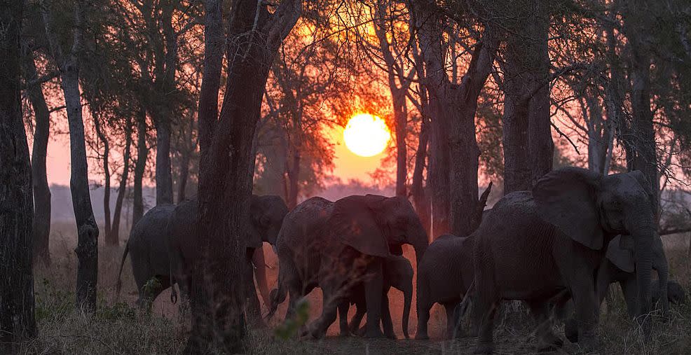 Un grupo de elefantes del Parque Nacional de Gongorosa en Mozambique | imagen Elephant Voices