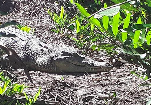 Mark Norman captured this image of a mother crocodile and her babies in a nest during high tide. Source: Facebook/Mark Norman