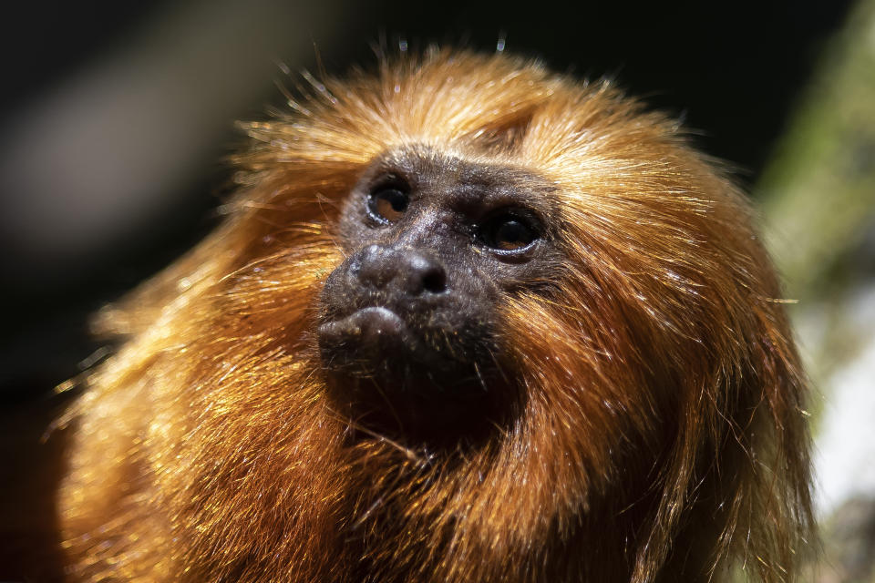 A golden lion tamarin sits in a tree in the Atlantic Forest region of Silva Jardim, Rio de Janeiro state, Brazil, Friday, July 8, 2022. The little primate, whose name derives from the shock of orange fur that frames its face like a mane, has watched its habitat shrink over decades — even centuries -- of rampant deforestation. Animal traffickers have also targeted the brightly colored monkeys. (AP Photo/Bruna Prado)