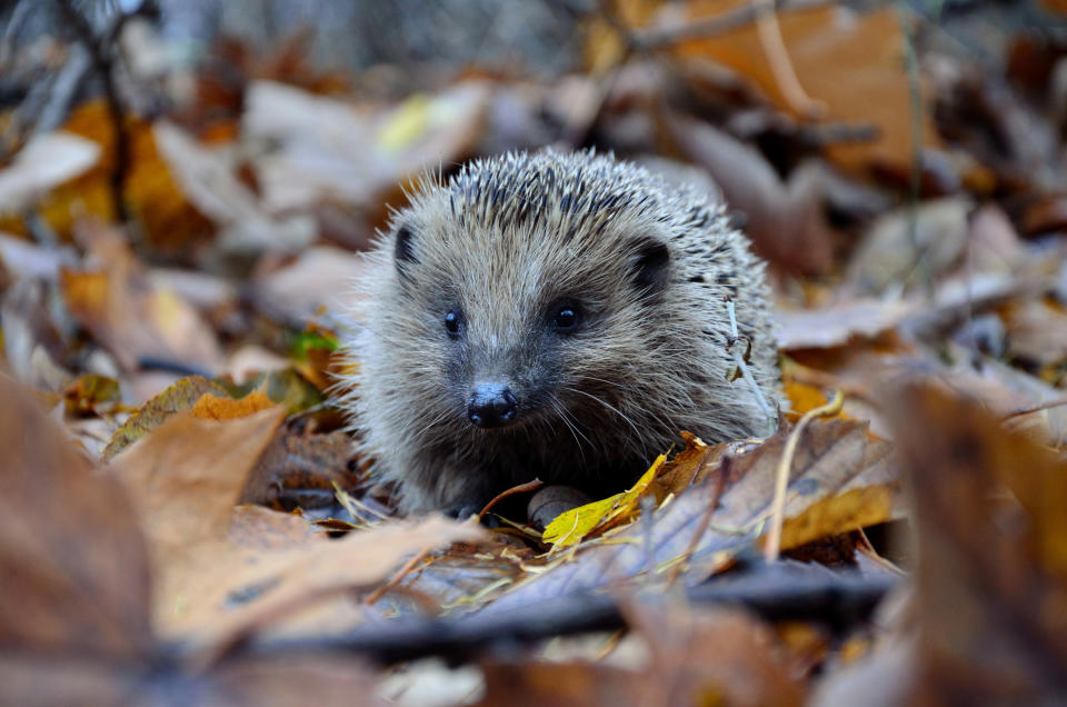 MAKE A HOME FOR HEDGEHOGS