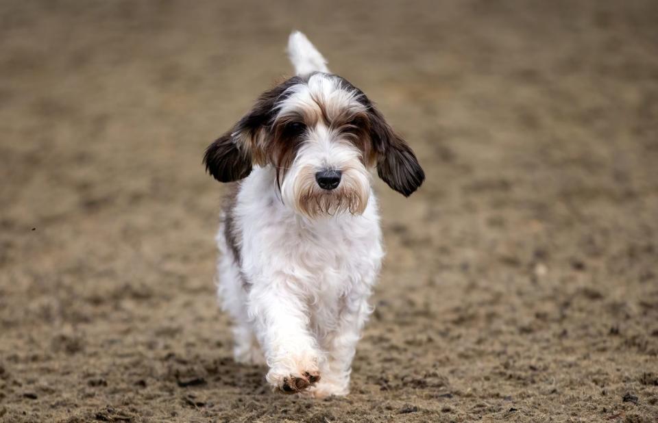 Petit Basset Griffon Vendéen puppy