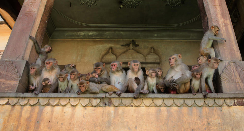 Monkeys have pinched the blood samples of coronavirus patients in India.