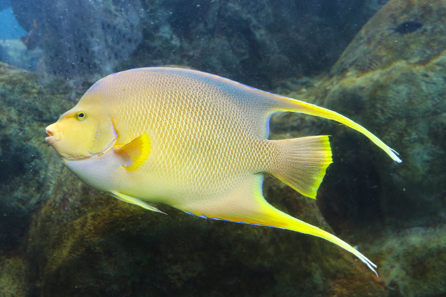 The Florida Aquarium