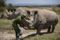 FILE - In this Friday, Aug. 23, 2019 file photo, female northern white rhinos Fatu, 19, right, and Najin, 30, left, the last two northern white rhinos on the planet, are fed some carrots by a ranger in their enclosure at Ol Pejeta Conservancy, Kenya. Groundbreaking work to keep alive the nearly extinct northern white rhino - population, two - by in-vitro fertilization has been hampered by travel restrictions caused by the new coronavirus. (AP Photo/Ben Curtis, File)