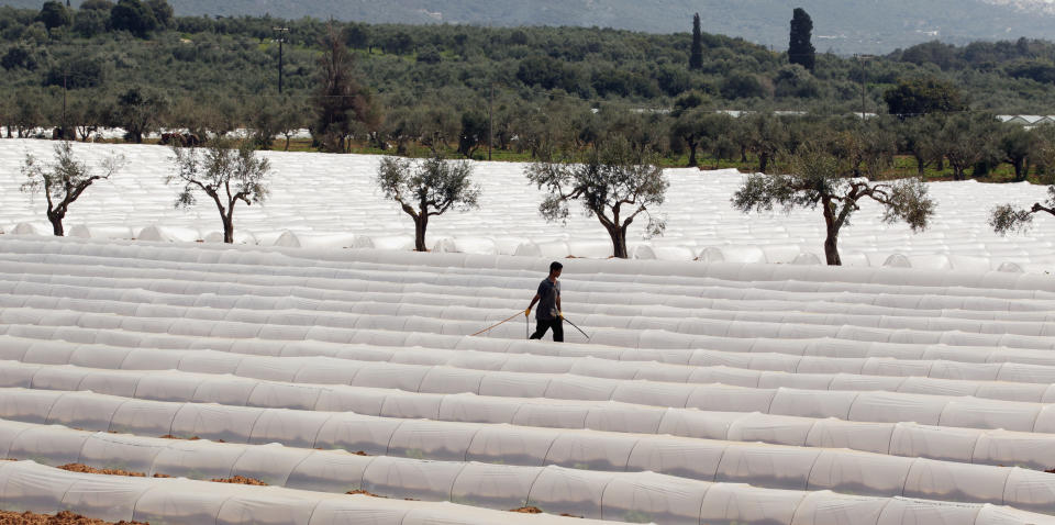 A man tends to a field of watermelons near the coastal town of Marathopolis in the Messinia area of Greece March 23, 2012. REUTERS/Cathal McNaughton (GREECE - Tags: AGRICULTURE SOCIETY)