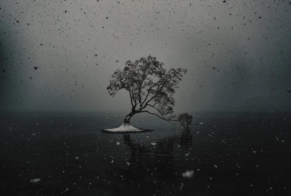 Photograph of the Wanaka tree, one of the most famous landmarks in New Zealand, captured during bad weather