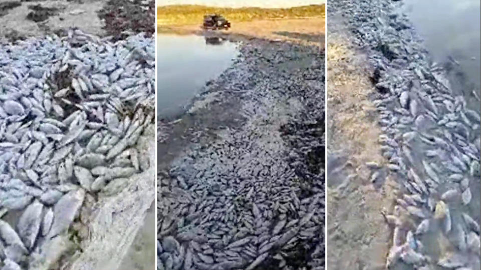 Pictured is thousands of dead fish washed up along a 100m section of the Greenough River in W.A