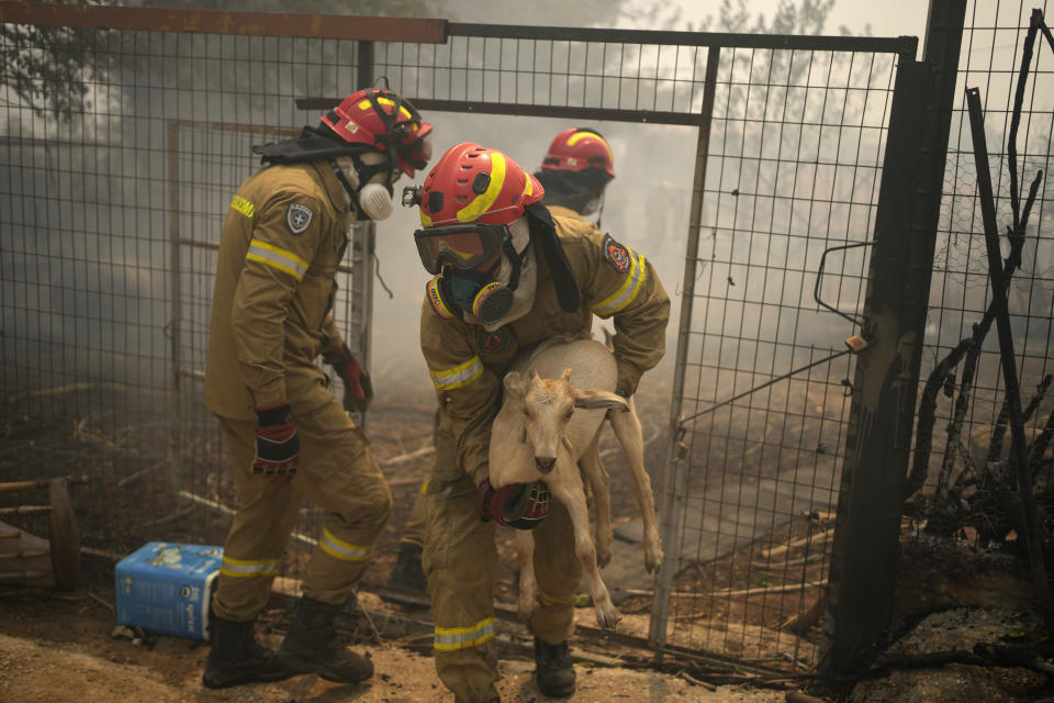 A firefighter evacuates a goat during a wildfire, in Acharnes a suburb of northern Athens, Greece, Wednesday, Aug. 23, 2023. Water-dropping planes from several European countries joined hundreds of firefighters Wednesday battling wildfires raging for days across Greece that have left at least 20 people dead, while major blazes were also burning in Spain's Tenerife and in northwestern Turkey near the Greek border. (AP Photo/Thanassis Stavrakis)