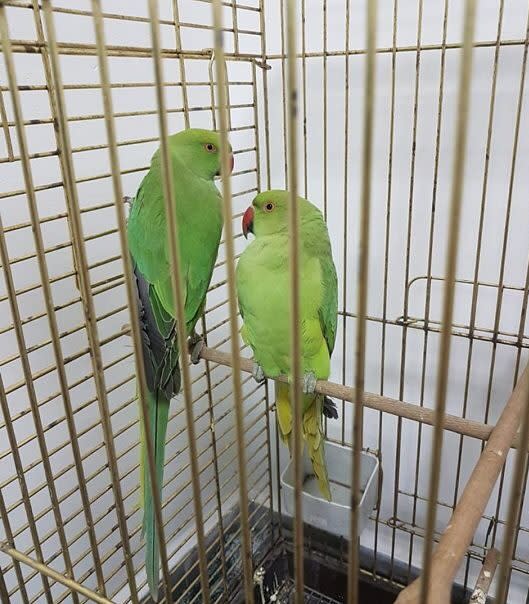 Parrots have miraculously survived a collapsed pet store.