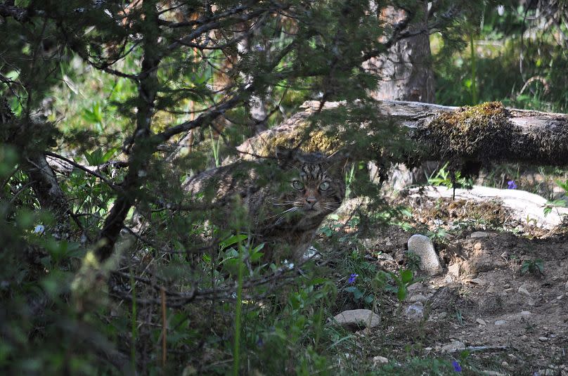 A wildcat part of the Saving Wildcats conservation breeding programme which conducted the first release of wildcats to the Cairngorms National Park, Scotland in 2023.