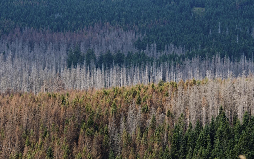 In this Aug. 2, 2019 photo, trees destroyed by the bark beetle stand in a forest near Oderbrueck in the German state Lower Saxony. The sight of bare trees has stoked debate in Germany about the impact of climate change and what measures this heavily industrialized nation should be taking to adapt to and prevent global warming. (Julian Stratenschulte/dpa via AP)