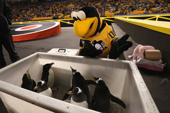 PITTSBURGH, PA – FEBRUARY 25: Pittsburgh Penguins mascot, IceBurgh, has a chat with penguins before the start of the 2017 Coors Light NHL Stadium Series to be played between the Philadelphia Flyers and the Pittsburgh Penguins at Heinz Field on February 25, 2017 in Pittsburgh, Pennsylvania. (Photo by Dave Sandford/NHLI via Getty Images)