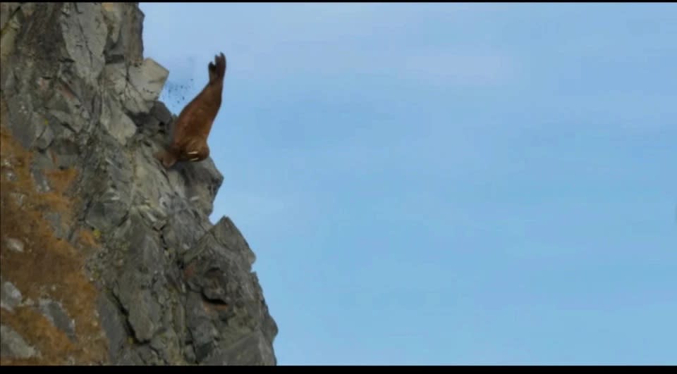 The same tragic footage of the walruses will be shown in both the Netflix and BBC shows (Credit: BBC/NHU)