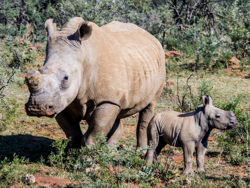 An adult rhino and baby rhino belonging to John Hume roam around at his ranch in 2016.