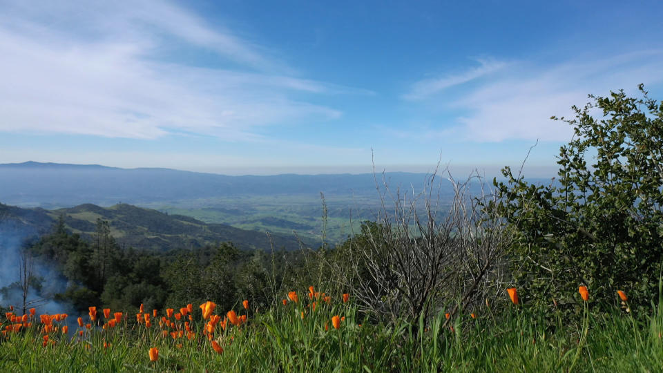 Poppies covered the side of Figueroa Mountain but a layer of smoke rose of the valley as a result of the controlled burns being carried out by U.S. Forest Service firefighters. 