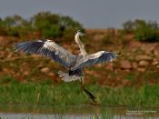 A <strong>Grey Heron</strong> (<em>Ardea cinerea</em>) is a resident wading bird that can be seen in Mangalajodi wetland, Odisha.