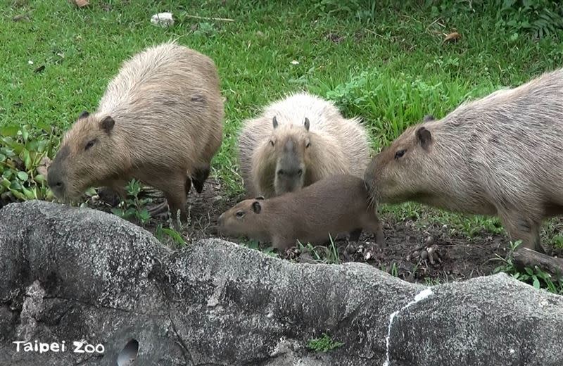 水豚寶寶「車車」和爸爸還有阿姨相處融洽（圖／翻攝自Taipei Zoo 臺北市立動物園粉專）