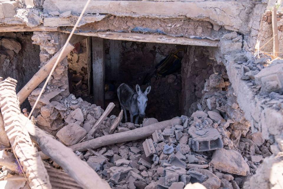 PHOTO: A donkey stands inside a building damaged by the earthquake in the village of Tafeghaghte, near Marrakech, Morocco, Sept. 11, 2023. (Mosa'ab Elshamy/AP)