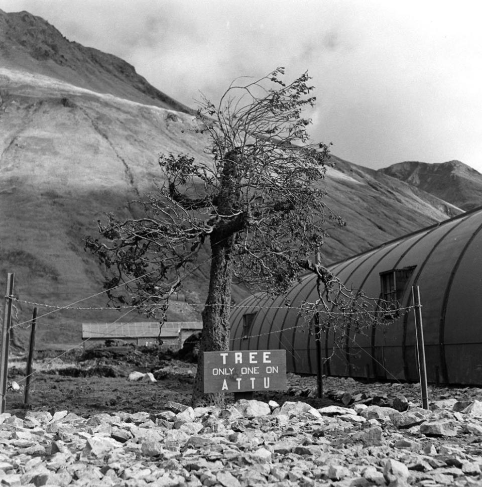 "A fake tree built by the Army Engineers, Camouflage Division, on Attu Island." Aleutian Campaign, Alaska, 1943.