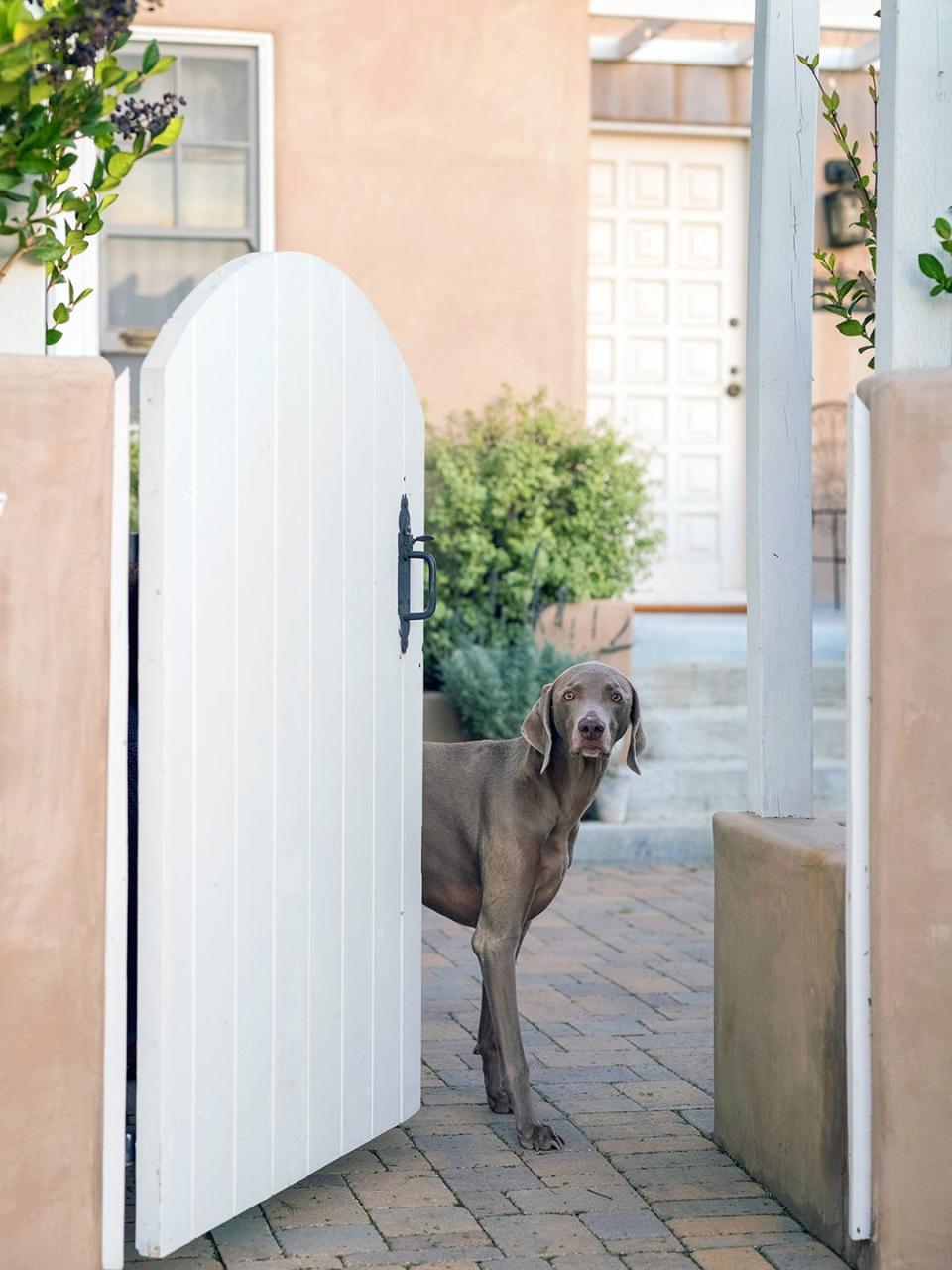 Dog peeking out from door in a backyard