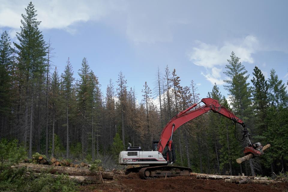 A crew member uses a tree processor to strip bark and branches from logs before being transported to a mill, Tuesday, June 6, 2023, near Camptonville, Calif. Using chainsaws, heavy machinery and controlled burns, the Biden administration is trying to turn the tide on worsening wildfires in the U.S. West through a multi-billion dollar cleanup of forests choked with dead trees and undergrowth. (AP Photo/Godofredo A. Vásquez)