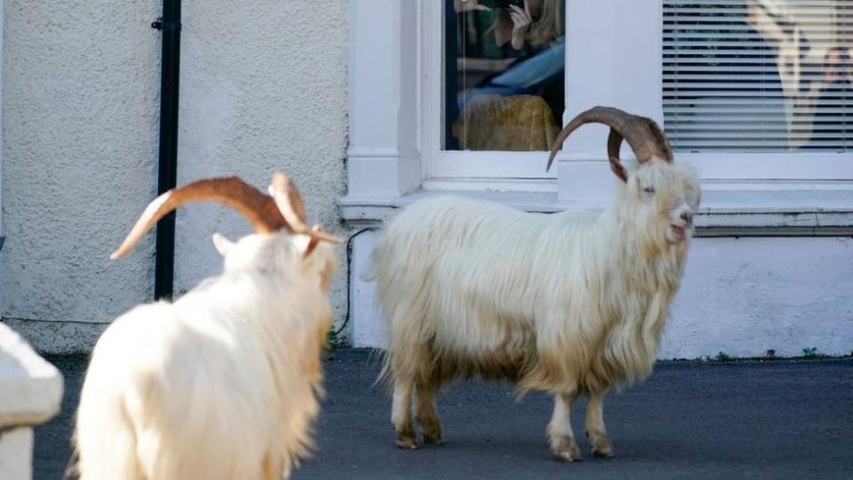 Cabras en las calles de Gales.