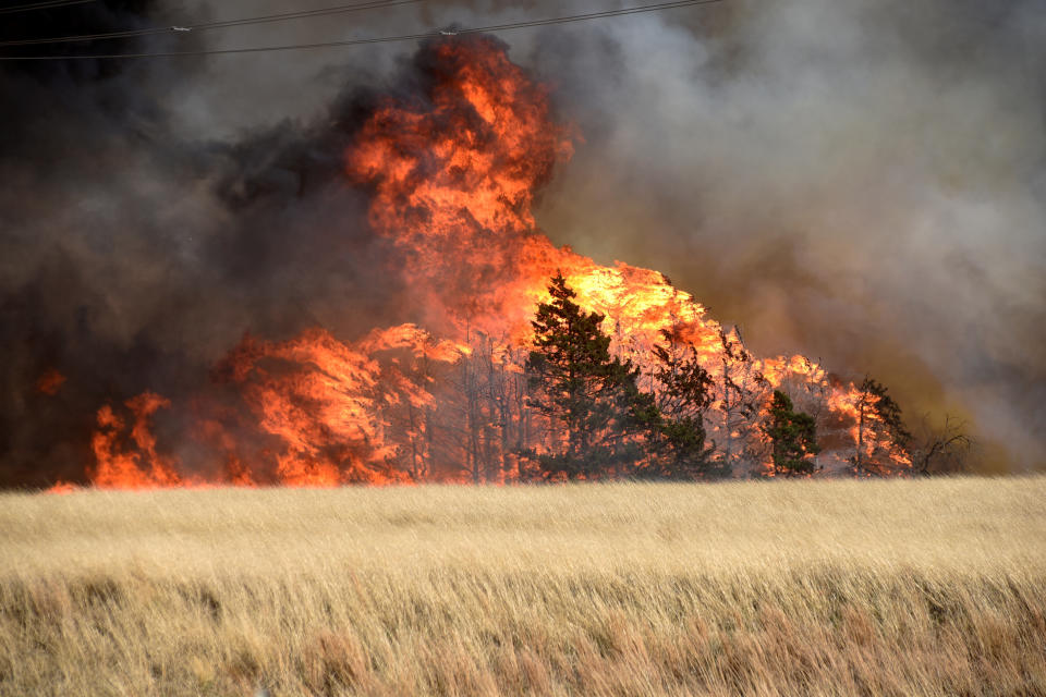 The Rhea Fire burns through a grove of red cedar trees near Seiling, Oklahoma, on April 17. (Photo: Nick Oxford / Reuters)