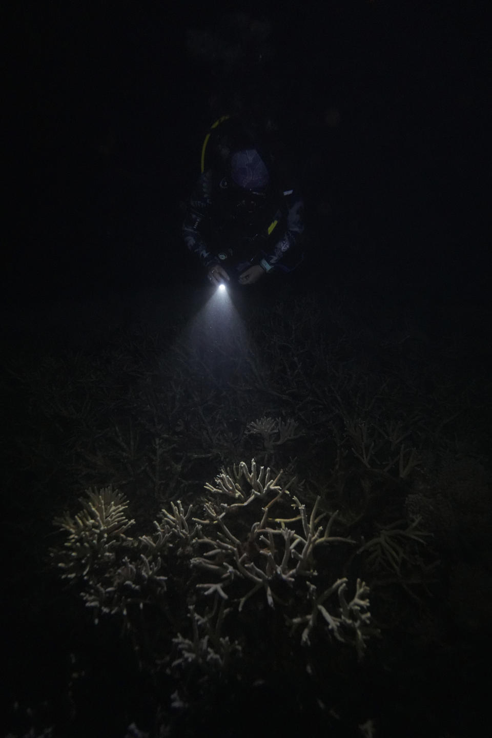 Tess Concannon, marine biologist and project manager for Reef Cooperative, looks for coral spawn in Moore Reef in Gunggandji Sea Country off the coast of Queensland in eastern Australia on Nov. 14, 2022. The Great Barrier Reef, battered but not broken by climate change impacts, is inspiring hope and worry alike as researchers race to understand how it can survive a warming world. (AP Photo/Sam McNeil)