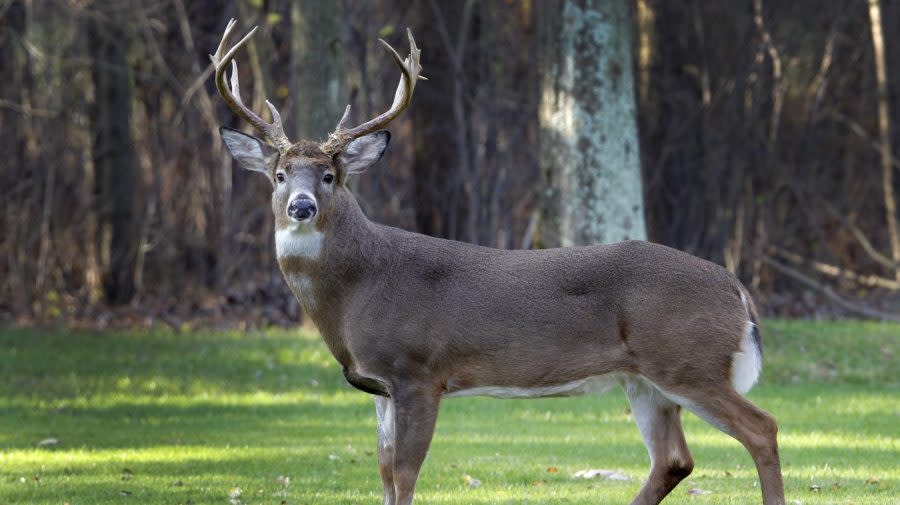 A mature white-tailed deer buck stands alertly in a suburban neighborhood in Moreland Hills, Ohio on Thursday, Nov. 17, 2011.