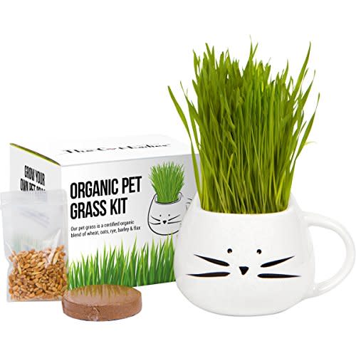 Organic Cat Grass Growing kit with Organic Seed Mix, Organic Soil and Cat Planter. Natural Hairball Control and Remedy. Manufactured in The USA. (Amazon / Amazon)