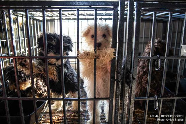 Update: Number of Animals Rescued in NC Raid Climbs to Nearly 700