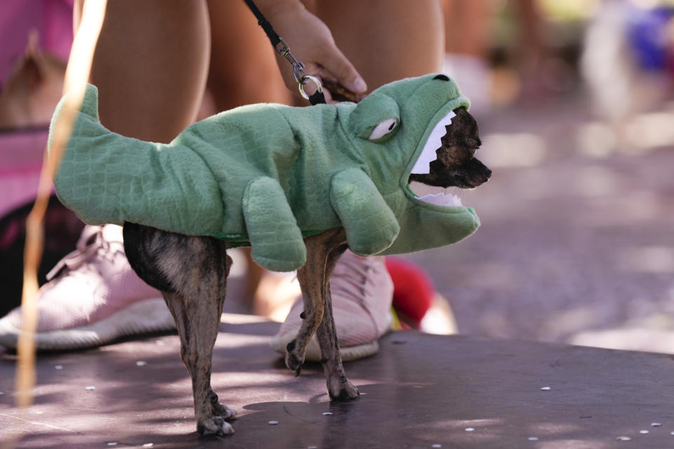 Un perro, con un disfraz de cocodrilo, participa en el desfile "Blocão", en Río de Janeiro, Brasil, el 10 de febrero de 2024. El Blocão — un juego de palabras en portugués con "bloco", o fiesta callejera durante el Carnaval, y "cão", perro — reunió a más de 200 personas en el vecindario de Barra de Tijuca. (AP Foto/Silvia Izquierdo)