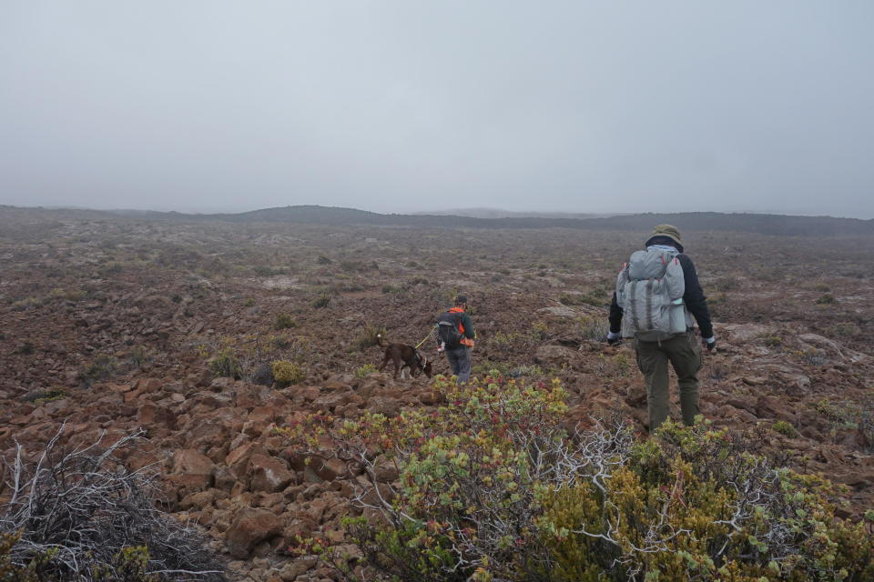 Researchers are seen looking for ʻakēʻakē and other bird nests in Hawaii Volcanoes National Park. / Credit: National Park Service